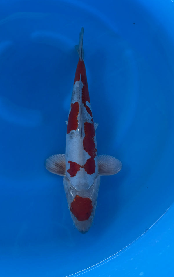 Kase - Nisai - Maruten Doitsu Ochiba - KOI-7262379