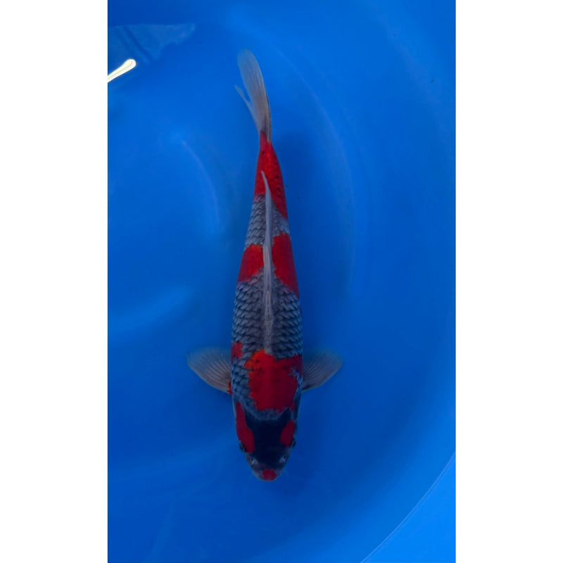 Goshiki koi (KOI-7262410) - KOI Center Venlo, Koi bij Vijvercentrum