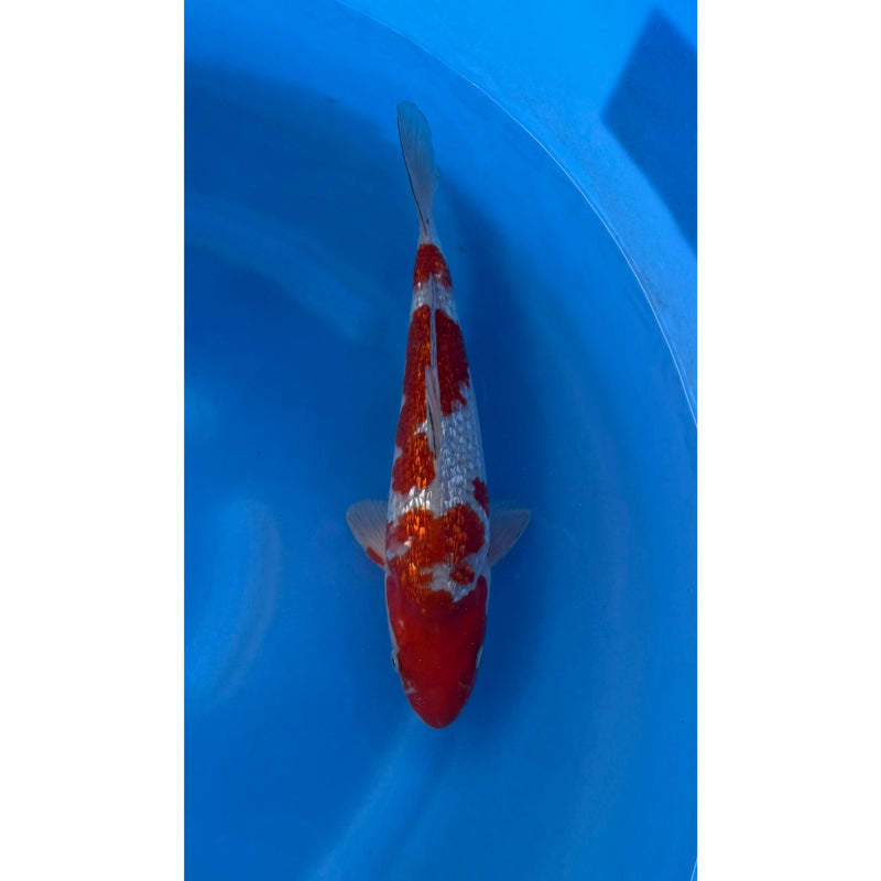 Koi (KOI-7262415) - KOI Center Venlo, Koi bij Vijvercentrum