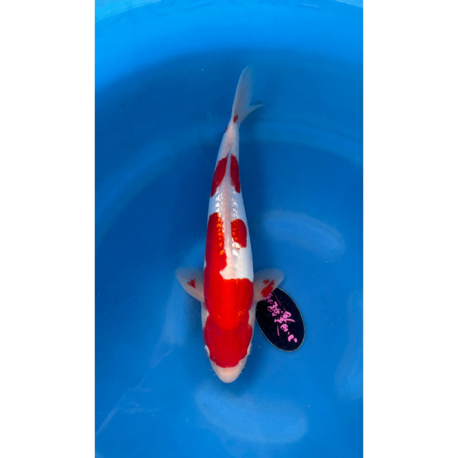 Doitsu Ginrin Goshiki (35-38cm)