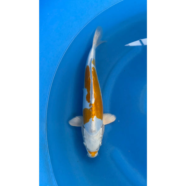 Koi (KOI-7262500) - KOI Center Venlo
