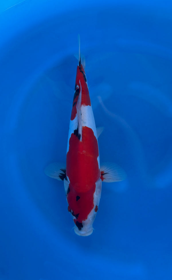 Kase - Nisai - Doitsu Showa - KOI-7262507