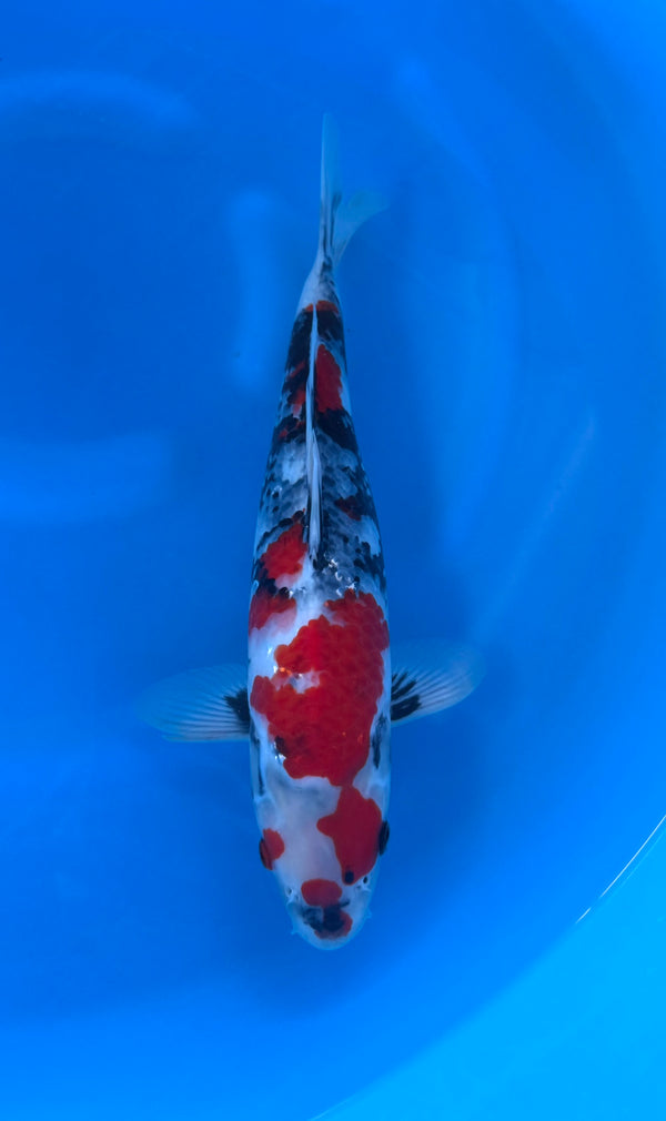Kase - Nisai - Showa - KOI-7262529
