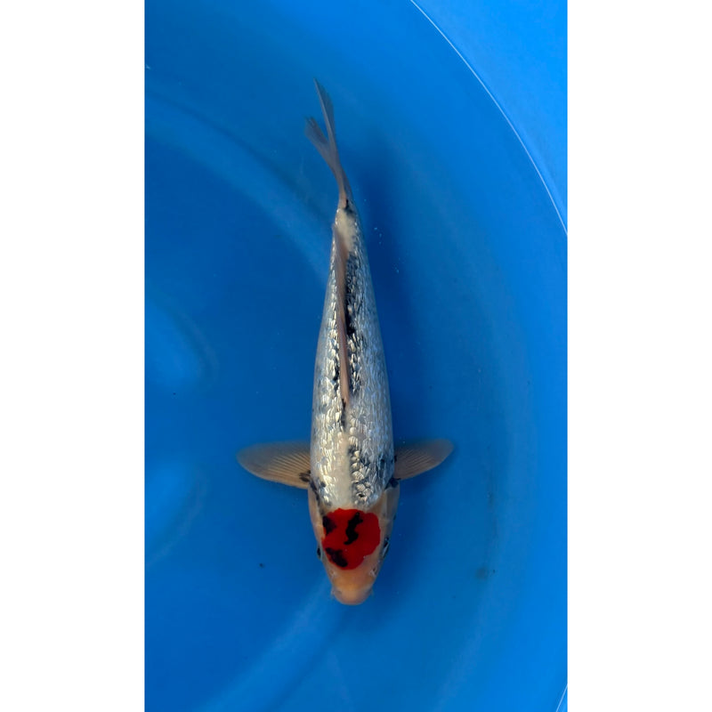Koi (KOI-7262689) - KOI Center Venlo, Koi bij Vijvercentrum