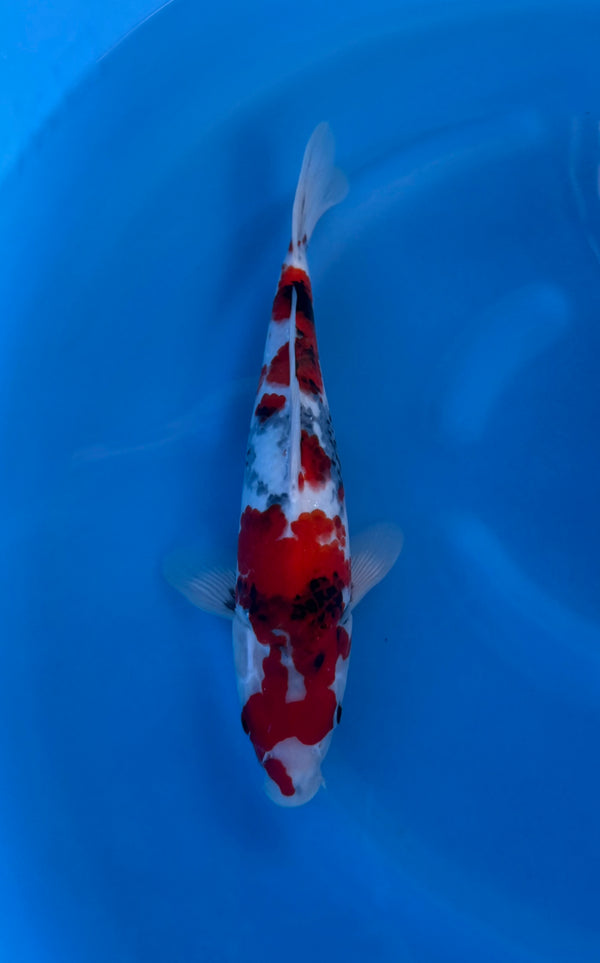 Kase - Nisai - Showa - KOI-7262731