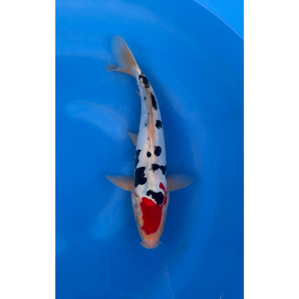 Doitsu Sanke koi (KOI-7262736) - KOI Center Venlo
