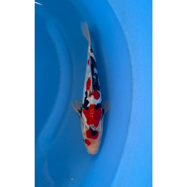 Doitsu Showa koi (KOI-7262789) - KOI Center Venlo