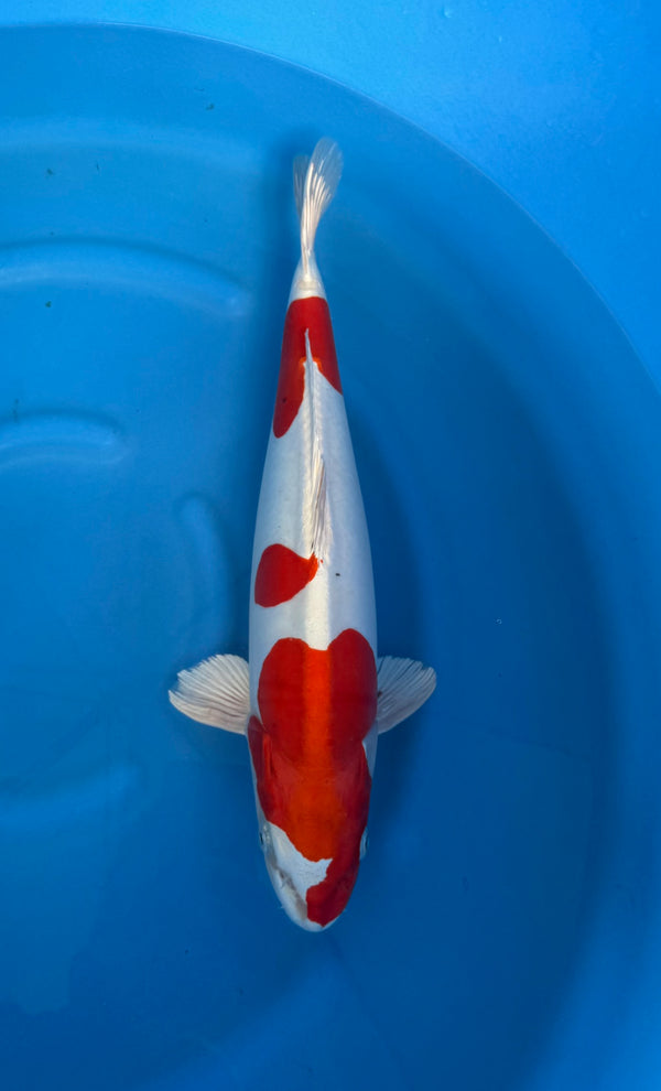 Kase - Nisai - Yamatonishiki - KOI-7262839
