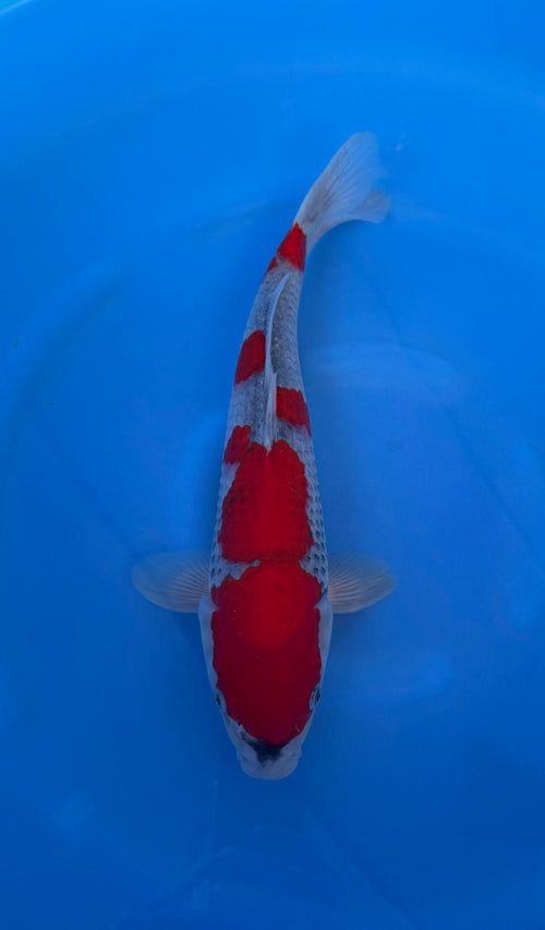 Goshiki (33-36cm)