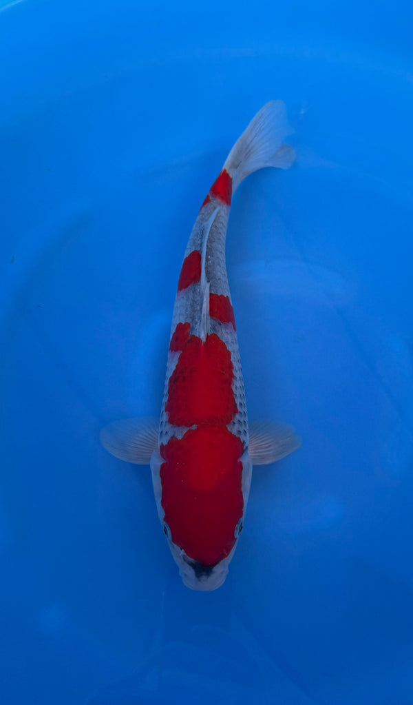 Kase - Nisai - Goshiki - KOI-7262841
