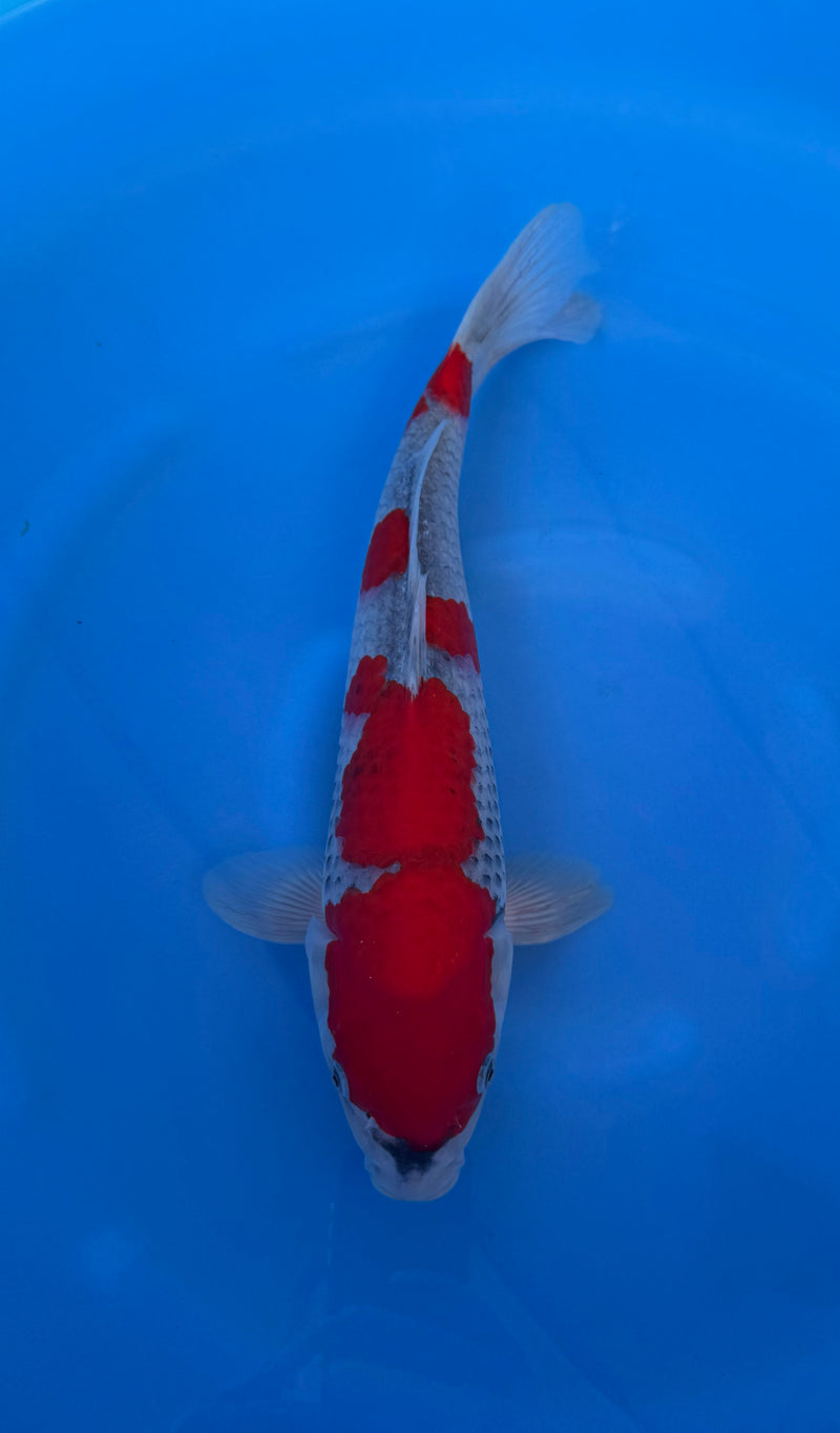 Kase - Nisai - Goshiki - KOI-7262841, Koi bij Vijvercentrum