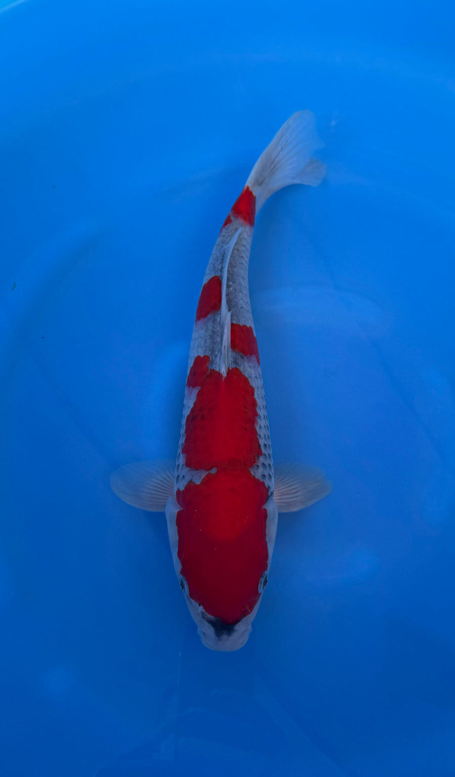 Goshiki (33-36cm)