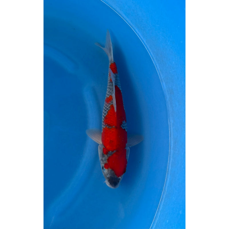 Goshiki koi (KOI-7262854) - KOI Center Venlo — Koi bij Vijvercentrum