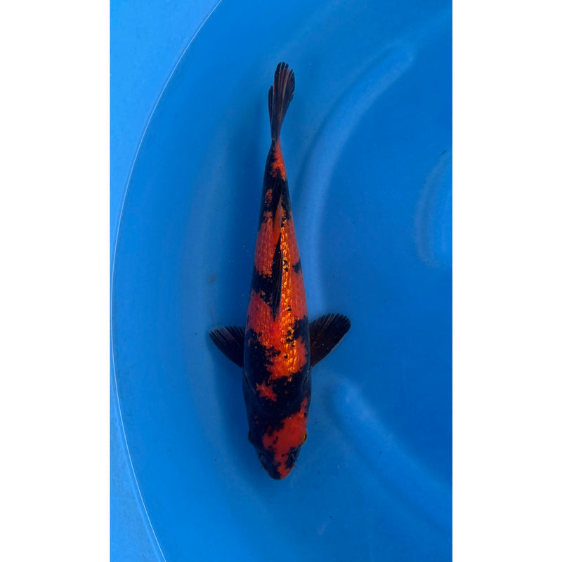 Ginrin Utsurimono koi (KOI-7262916) - KOI Center Venlo — Koi bij Vijvercentrum