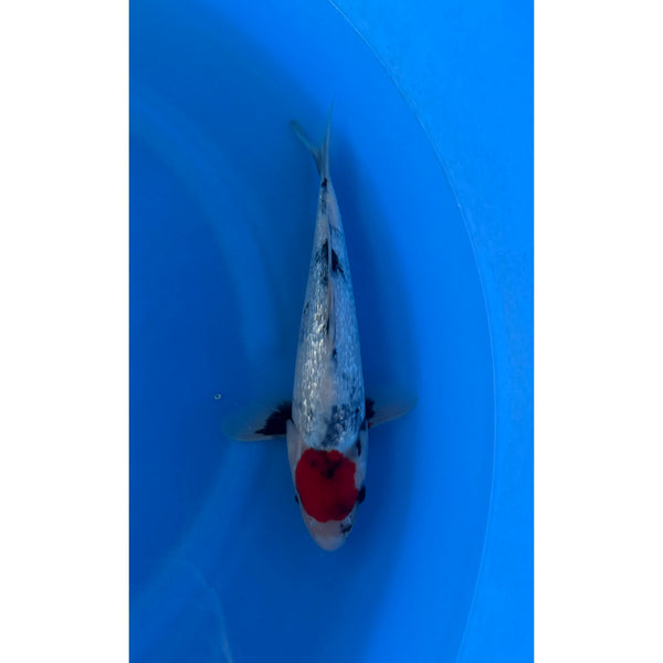 Ginrin Tancho koi (KOI-7262927) - KOI Center Venlo