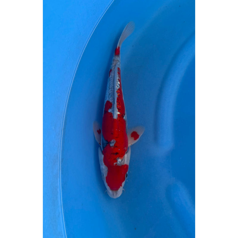 Ginrin Doitsu Goshiki koi (KOI-7262940) - KOI Center Venlo — Koi bij Vijvercentrum