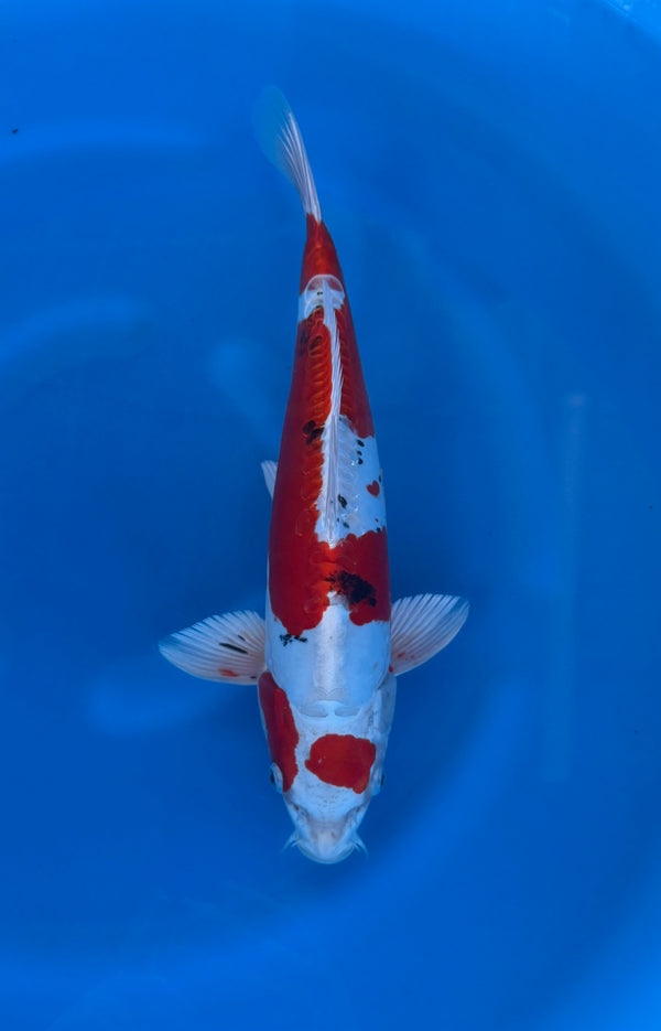 Kase - Nisai - Yamatonishiki - KOI-7262950