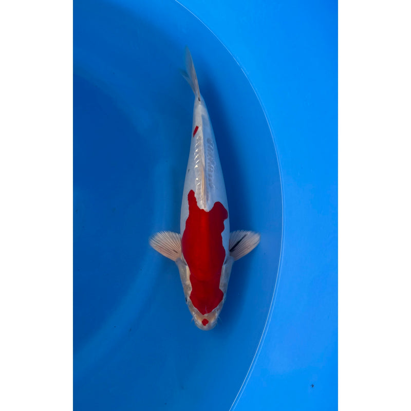 Yamatonishiki koi (KOI-7262966) - KOI Center Venlo — Koi bij Vijvercentrum