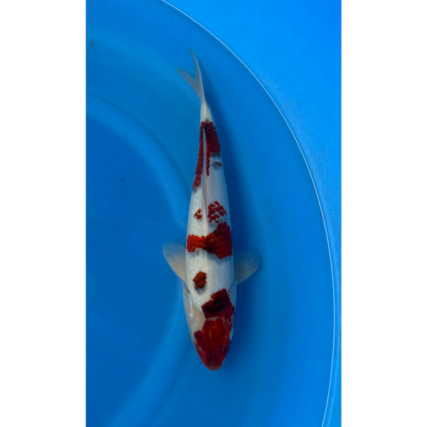 Budo Goromo koi (KOI-7263024) - KOI Center Venlo