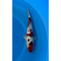 Budo Goromo (38-41cm)