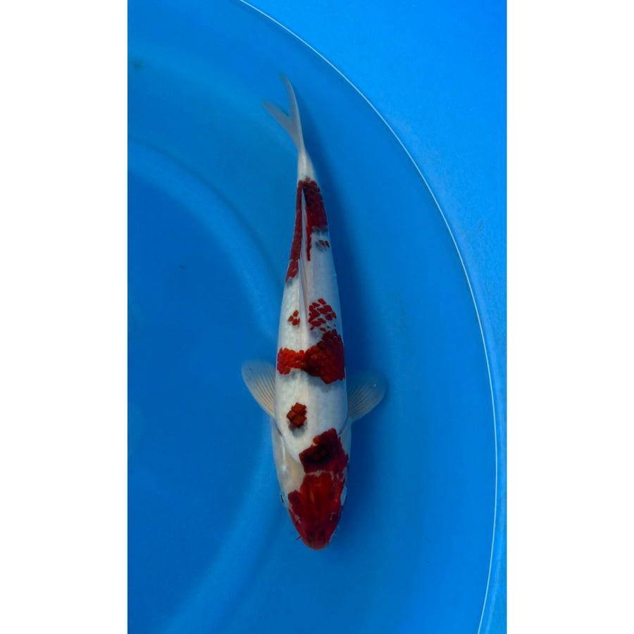 Budo Goromo koi (KOI-7263024) - KOI Center Venlo
