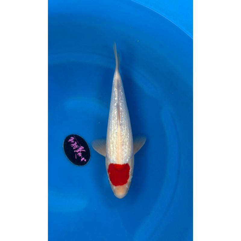 Ginrin Tancho Nisai koi (KOI-7263047) - KOI Center Venlo — Koi bij Vijvercentrum