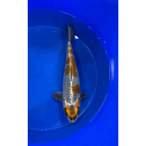 Beni Ginga (36-39cm)