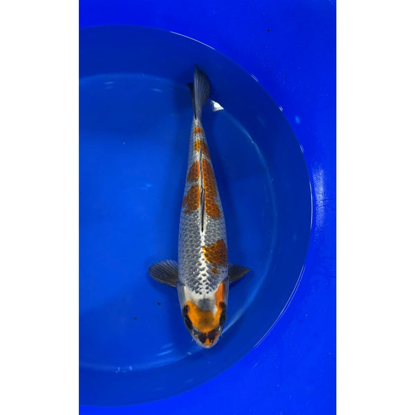 Koi (KOI-7263090) - KOI Center Venlo