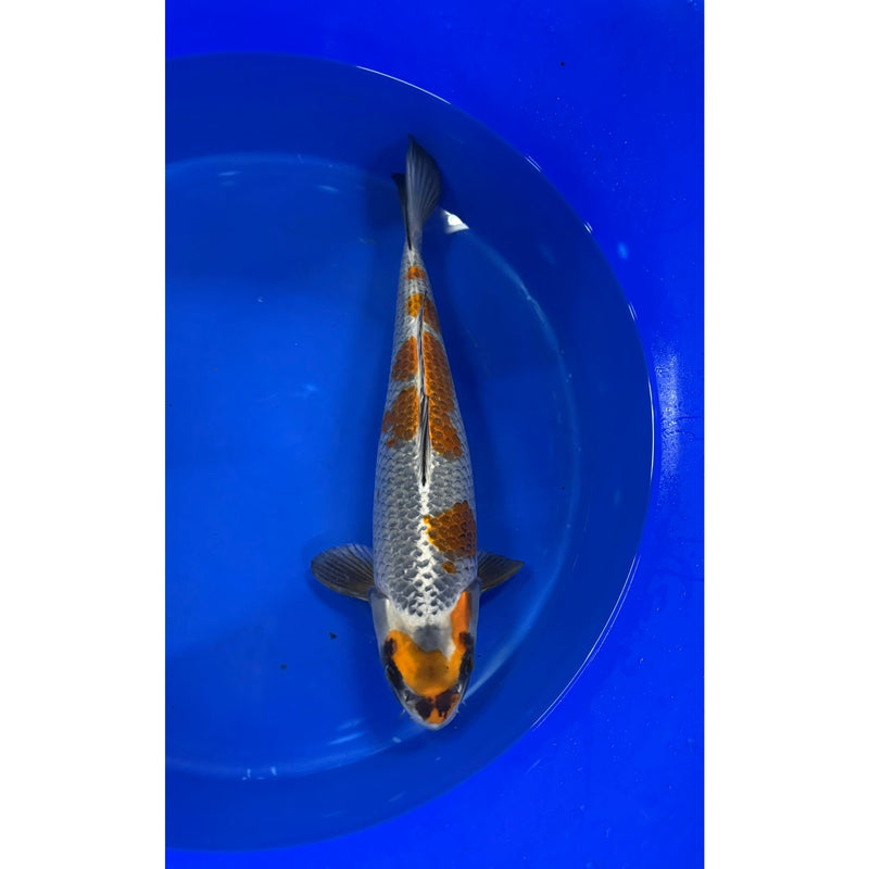 Koi (KOI-7263090) - KOI Center Venlo — Koi bij Vijvercentrum