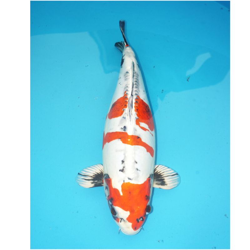 Beni Kikokuryu 55cm Miyatora Female, Koi bij Vijvercentrum