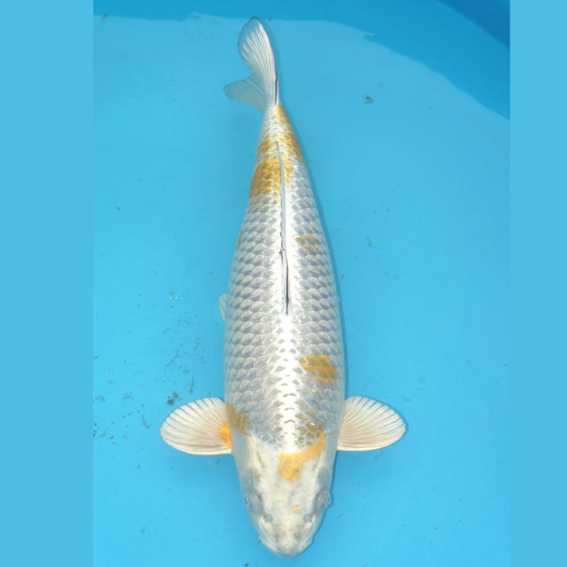Kogane Ochiba 57cm Marusei Female, Koi bij Vijvercentrum