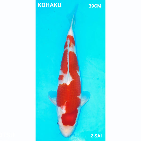 Kohaku 39cm Maruhiro Nisai Male