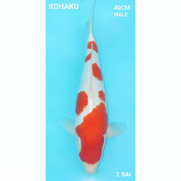 Kohaku 40cm Hoshikin Nisai Male