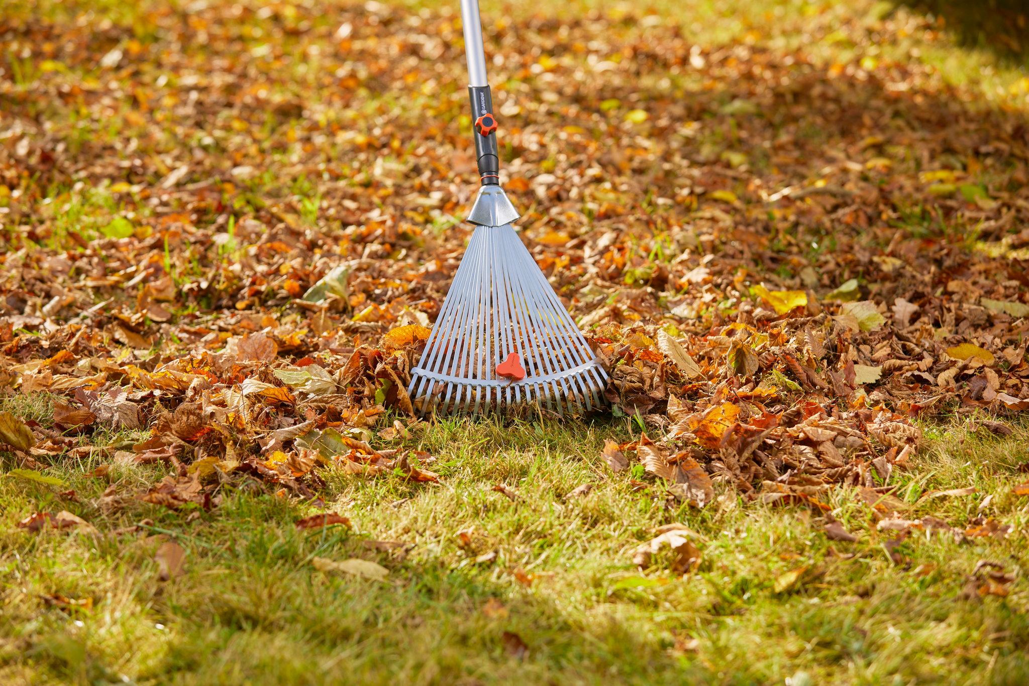 A rake collecting fallen leaves on a grassy lawn.