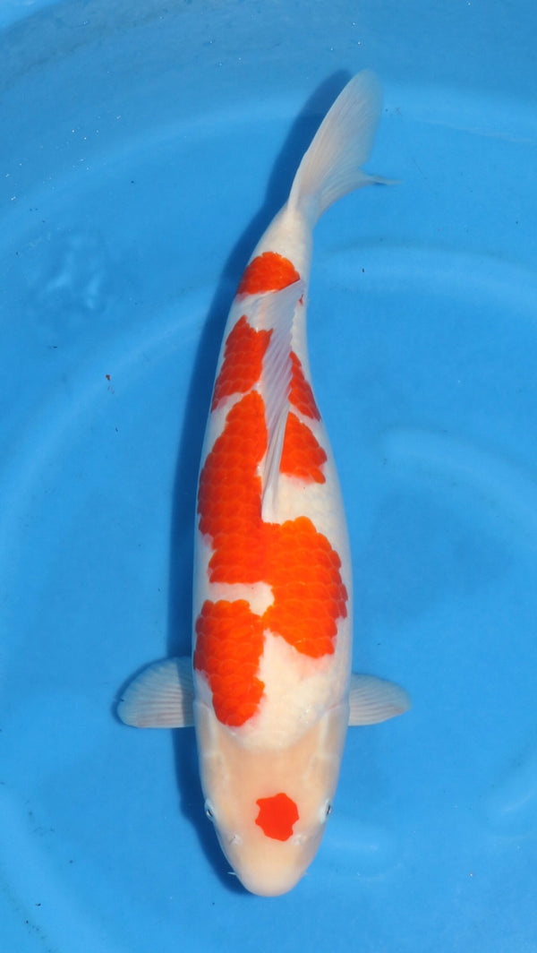 Kohaku Matsue Female (55-60 cm)