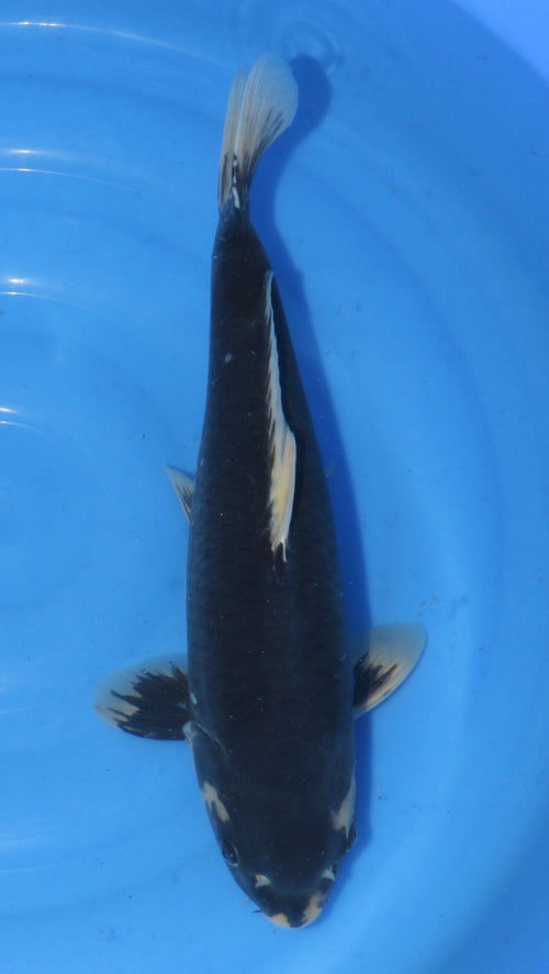 Matsukawabake Kondo (45-50 cm)