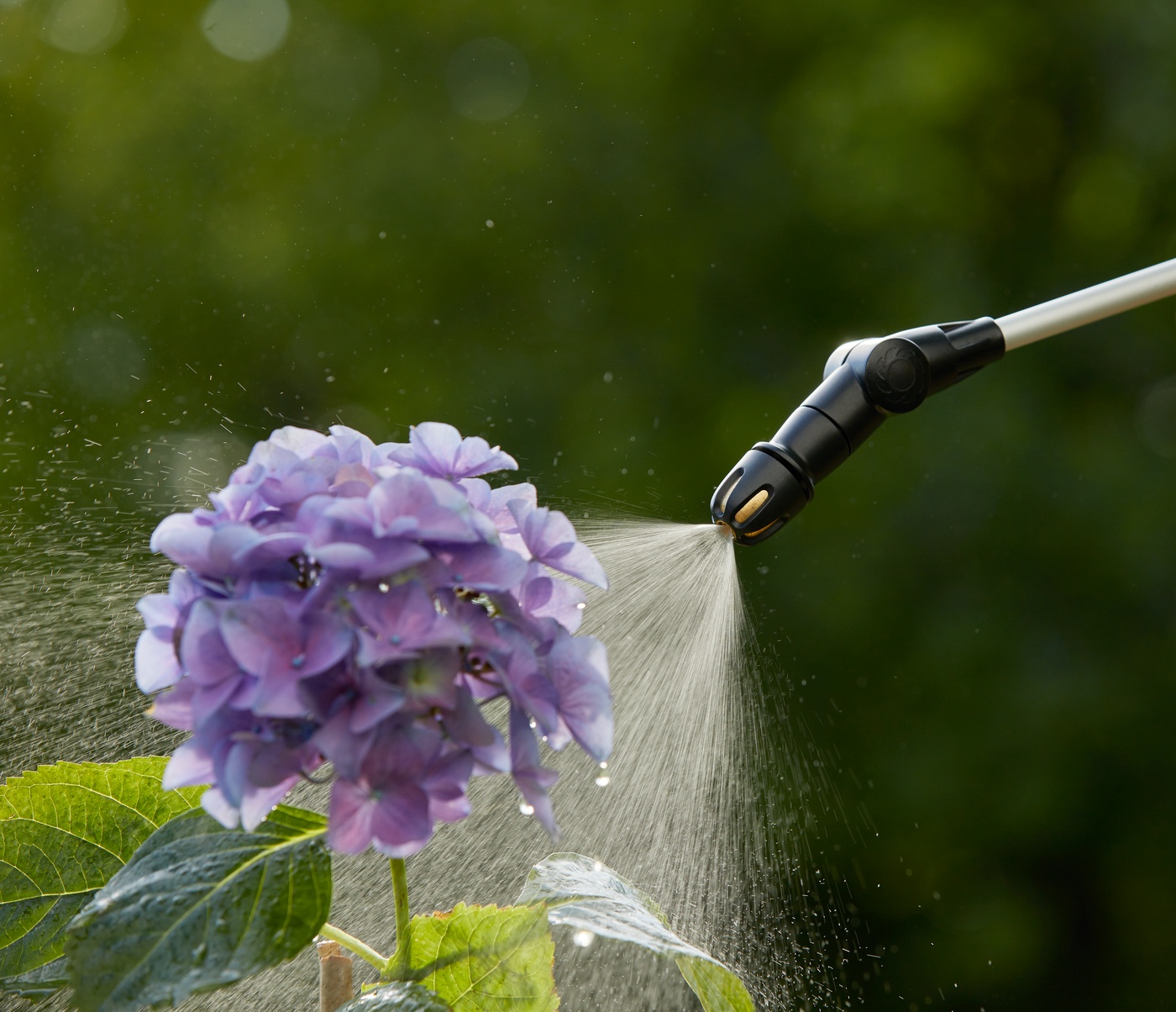 A garden sprayer nozzle watering a purple hydrangea flower.