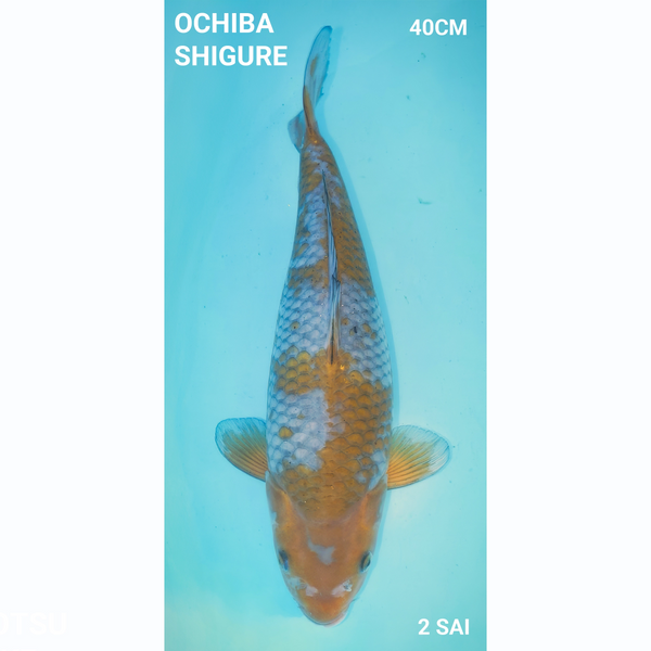Ochiba Shigure 40cm Yamayu Nisai Female