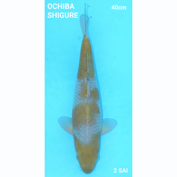 Ochiba Shigure 40cm Yamazan Nisai Male