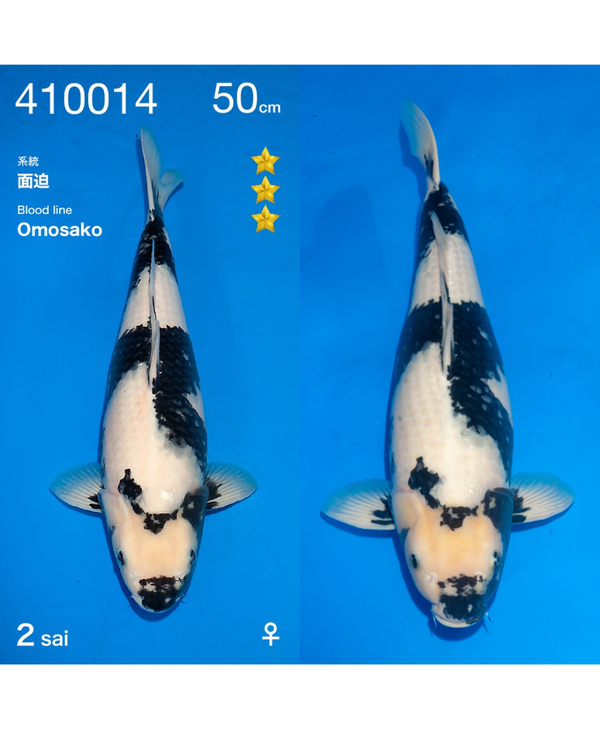 Shiro Utsuri 67cm Ogata Sansai Female