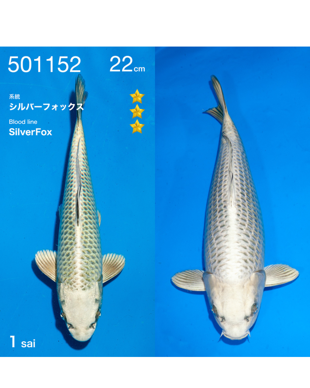 Silverfox 22cm Ogata incl. azukari 2e prijs All Japan Koishow