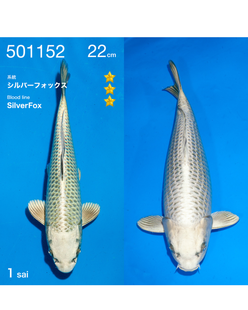 Silverfox 22cm Ogata incl. azukari 2e prijs All Japan Koishow, Koi bij Vijvercentrum