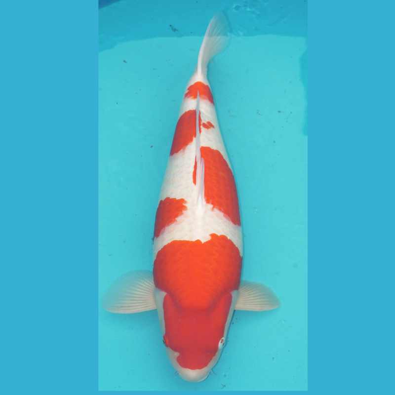 Sakai SFF Kohaku 69cm Breeders Adult Champion Online Koishow, Koi bij Vijvercentrum