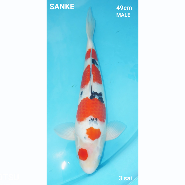 Sanke 49cm Maruhiro Sansai Male
