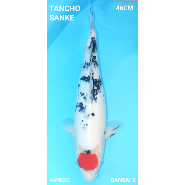 Tancho Sanke 46cm Kanezo Sansai