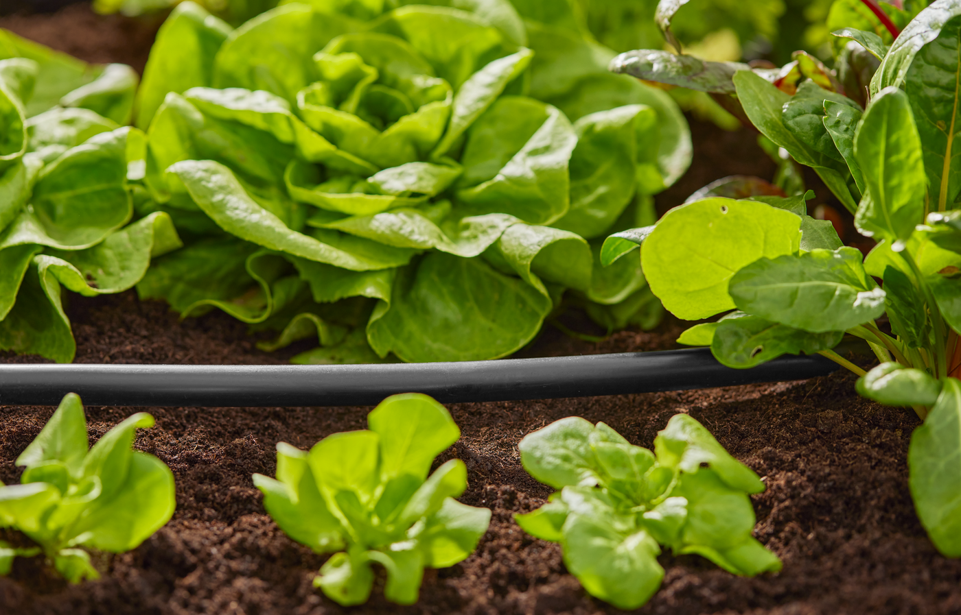 Close-up of a garden bed with leafy greens and a drip irrigation hose.