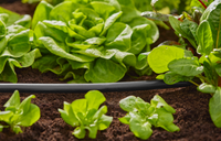 Close-up of a garden bed with leafy greens and a drip irrigation hose., miniatuur 5
