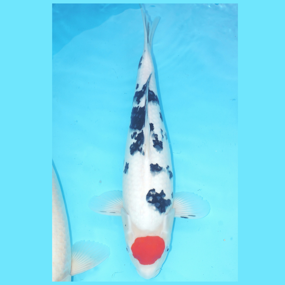 Tancho Sanke Kanezo 47cm Female