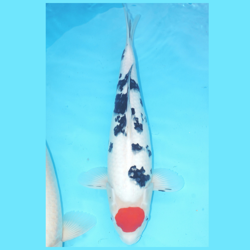 Tancho Sanke Kanezo 47cm Female, Koi bij Vijvercentrum