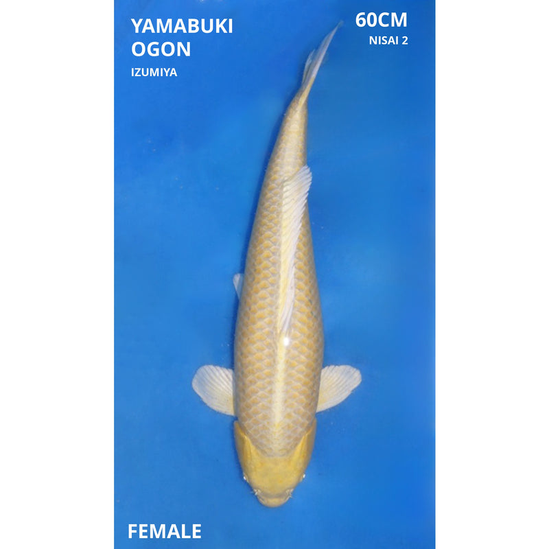 Yamabuki ogon 60cm, Koi bij Vijvercentrum